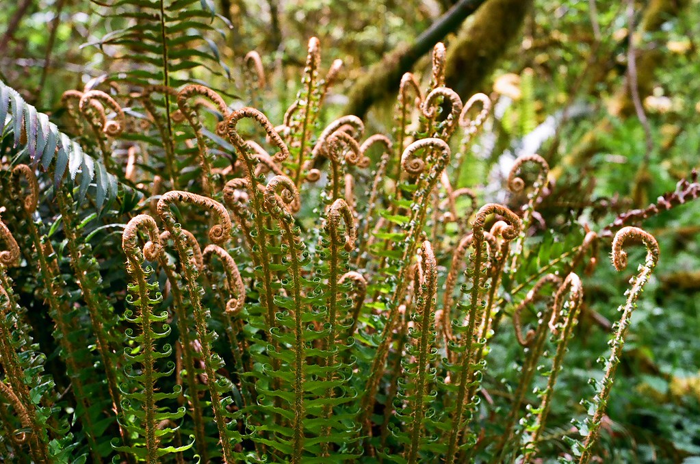 Curling fronds.