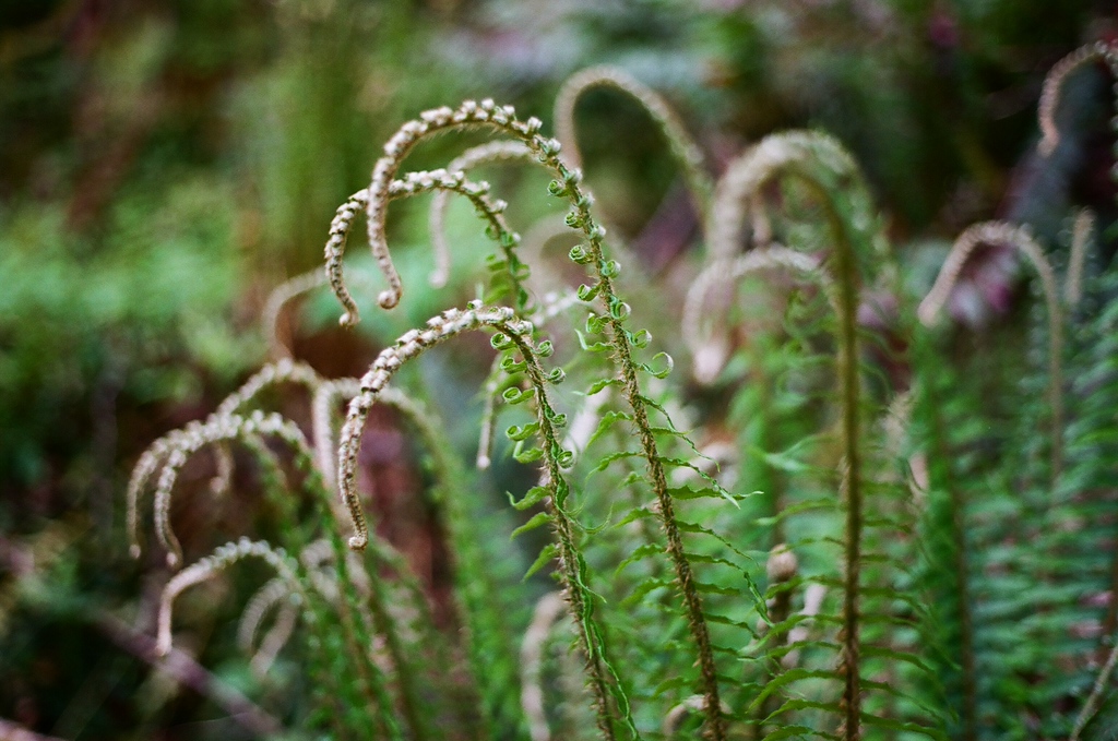 Beautiful sword ferns in a forest.