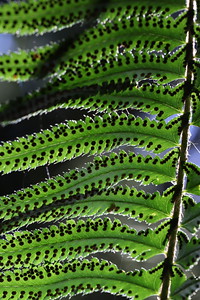 A sword fern frond